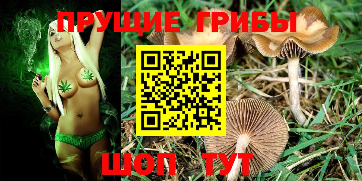 Псилоцибиновые грибы мухоморы  Галлюциногенные грибы Psilocybe  Краснознаменск  купить наркоту  Вход с VPN 